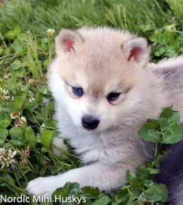 Alaskan Klee Kai for Adoption