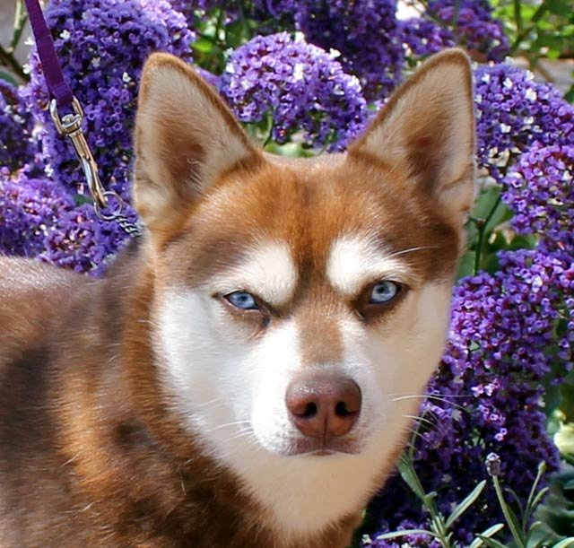 Male - Apollo - Alaskan Husky