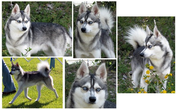 Male - Jordan - Alaskan Husky