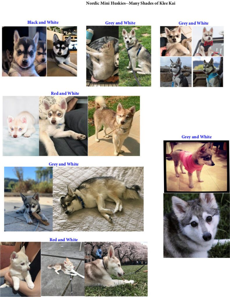 Many shades of Klee Kais 2