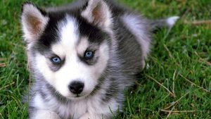 San Francisco/Bay Area Alaskan Klee Kai Puppies