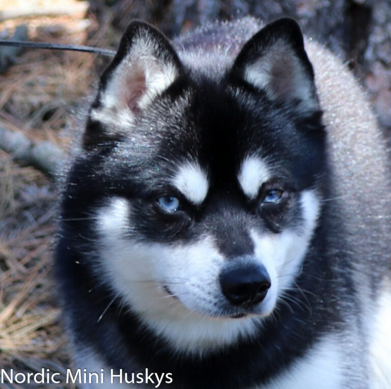 Male - PAX - Alaskan Husky