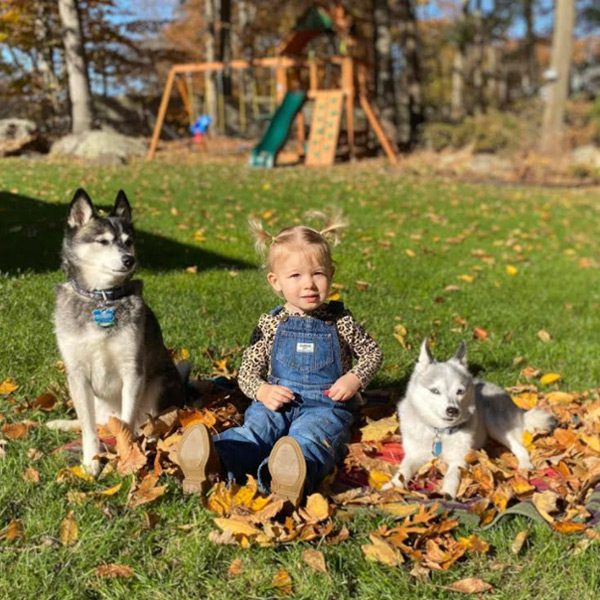 Alaskan Klee Kai Adoption- Brie