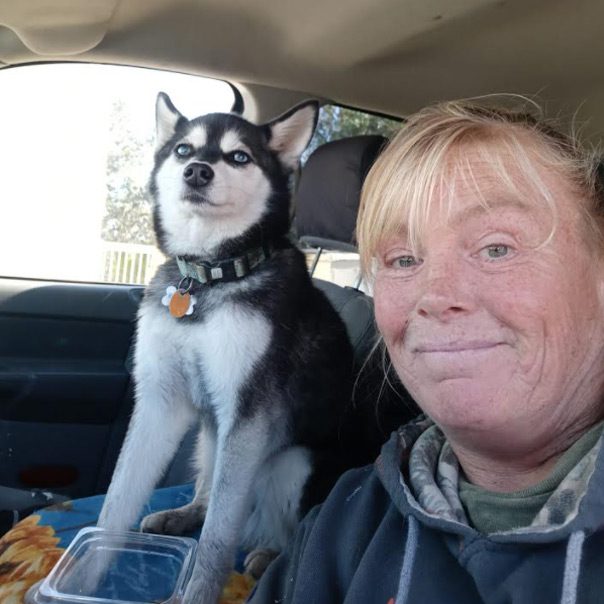 Alaskan Klee Kai Adoption- Nova