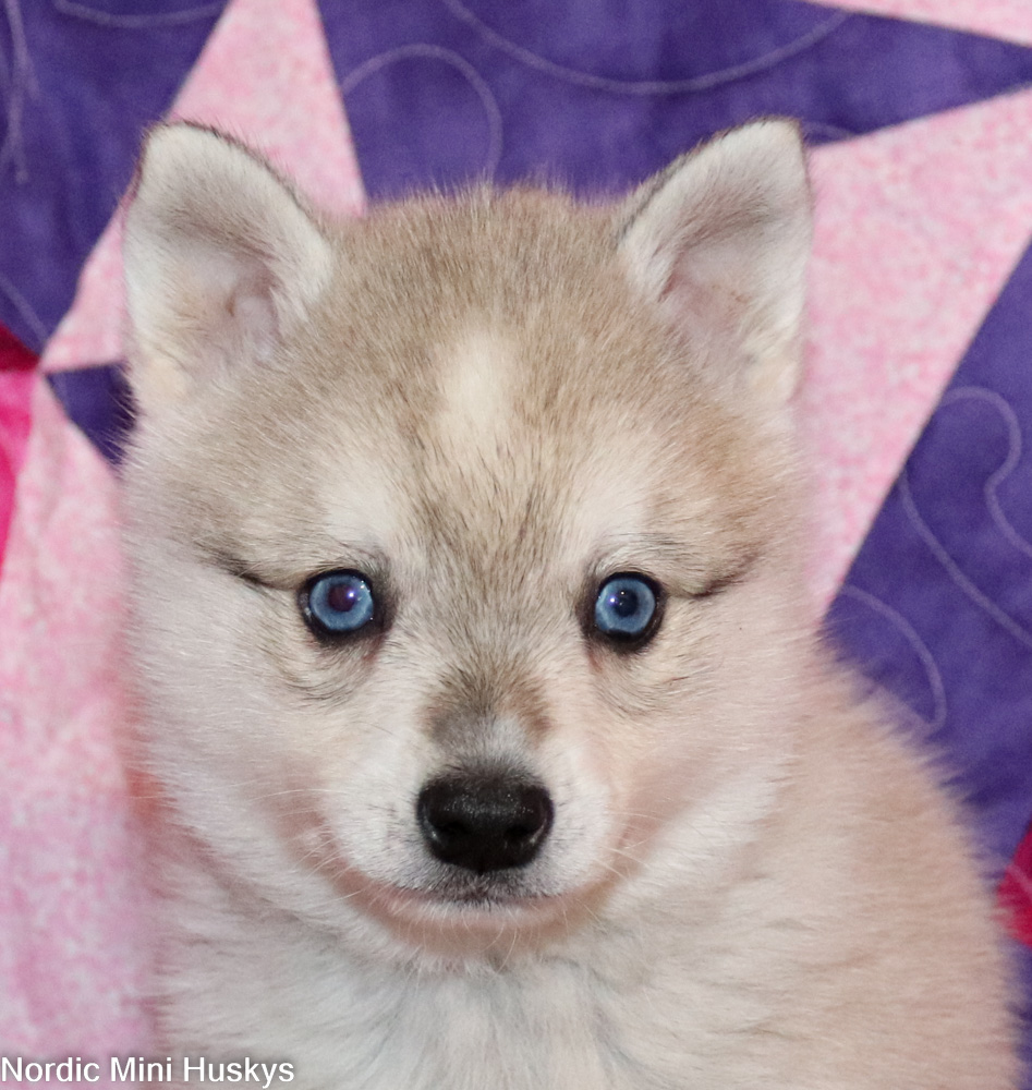 Psyche's Little Grey and White Blue Eyed Boy