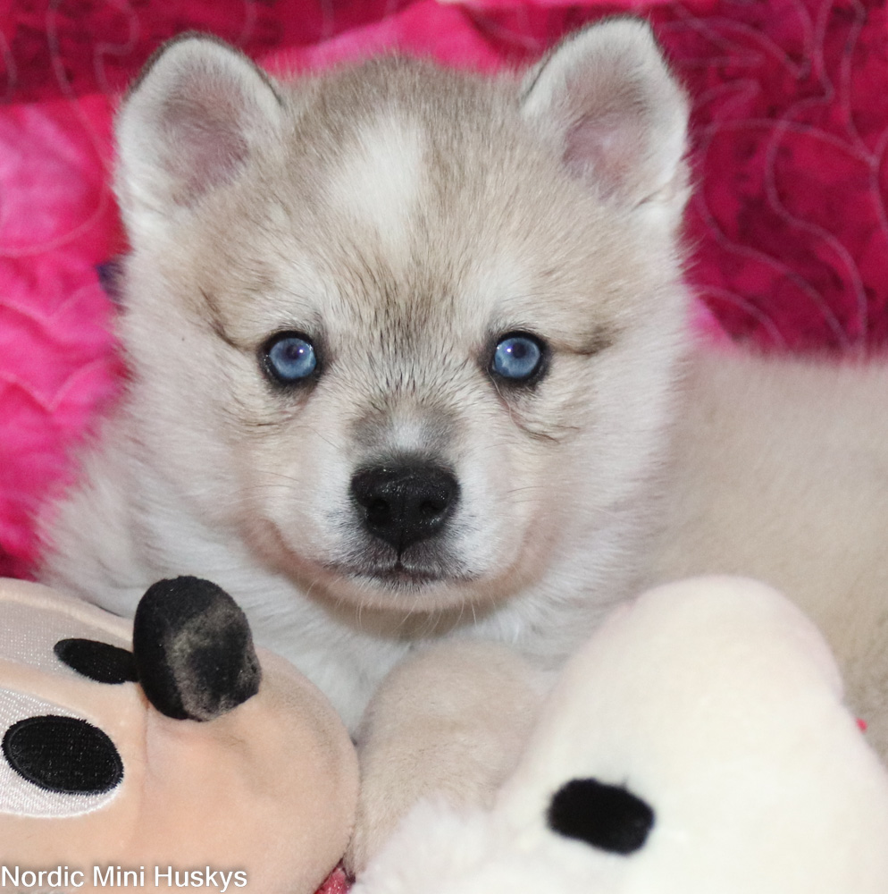Psyche's Larger Grey and White Boy