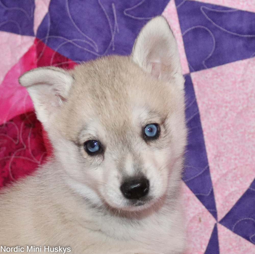 Aggie's grey and white boy with a star