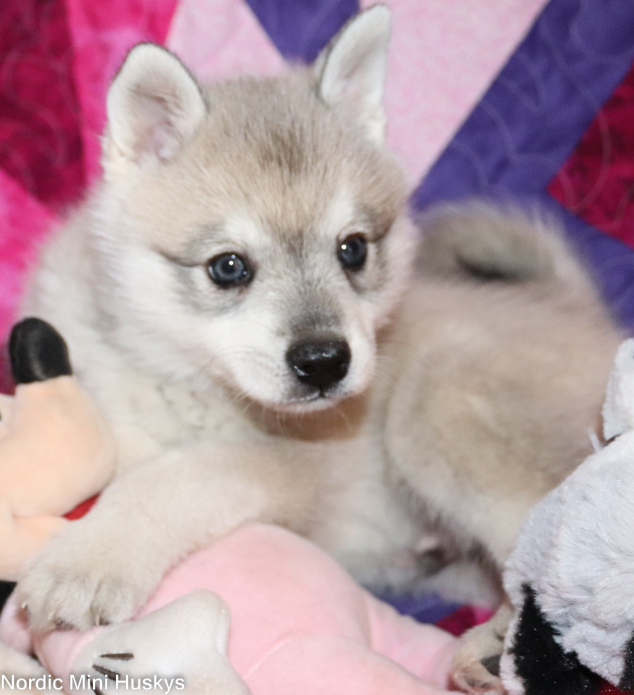 Psyche grey and white boy