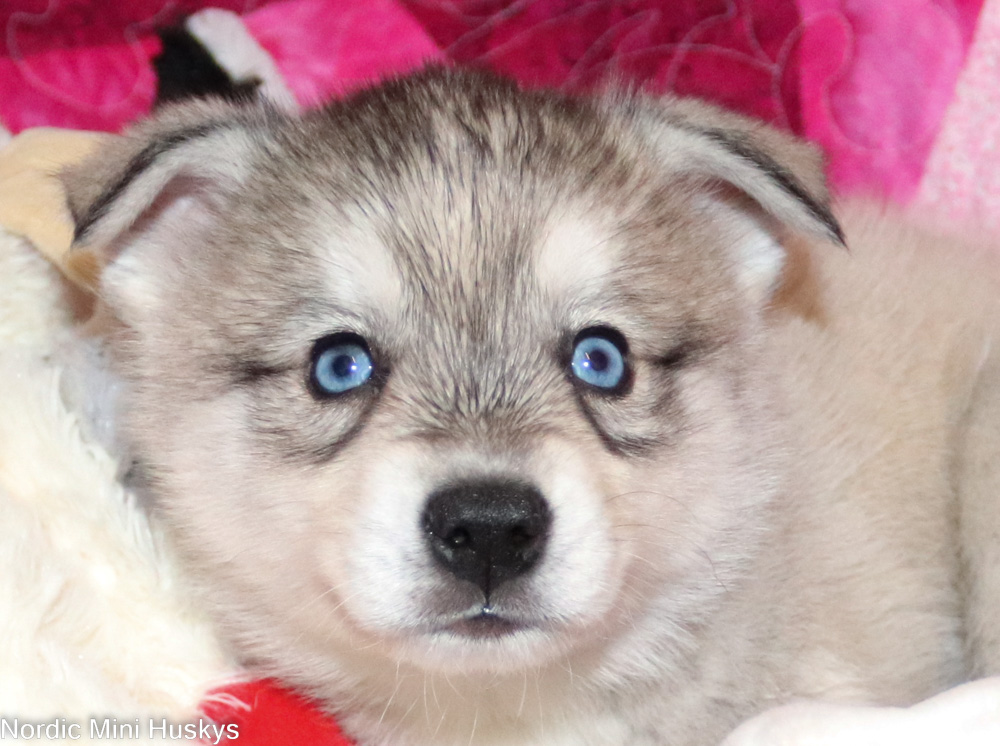 Aggie's dark grey and white boy