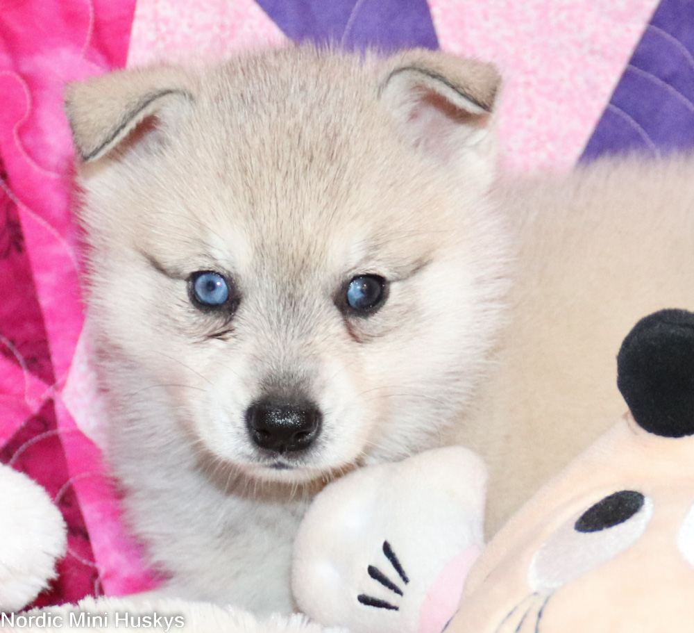 Aggie's grey and white girl