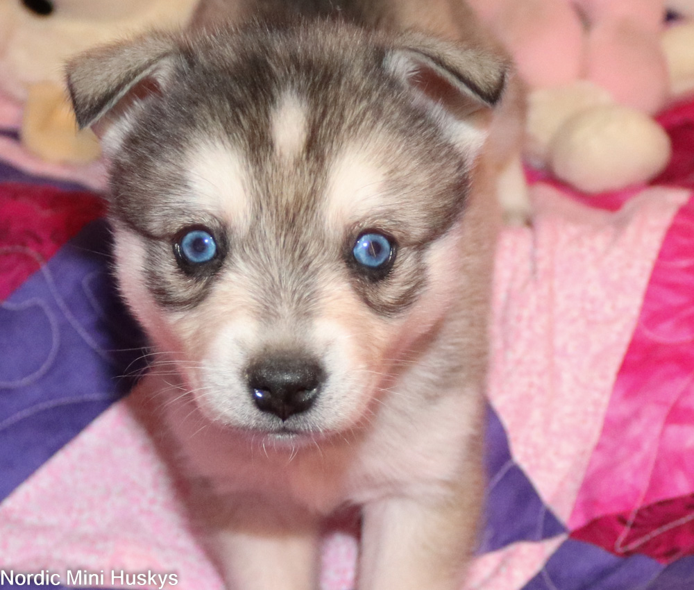 Flora's Lighter Grey and White Boy