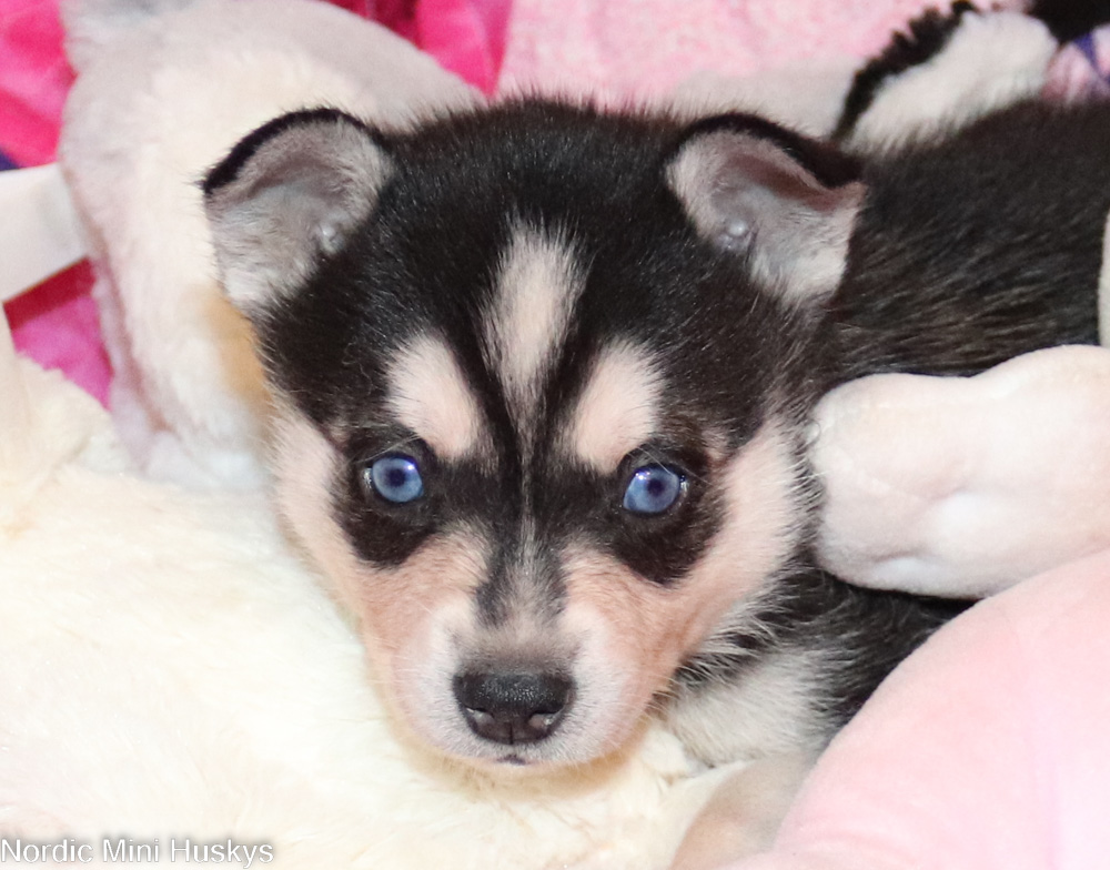 Flora's Black and White Boy With a Blaze