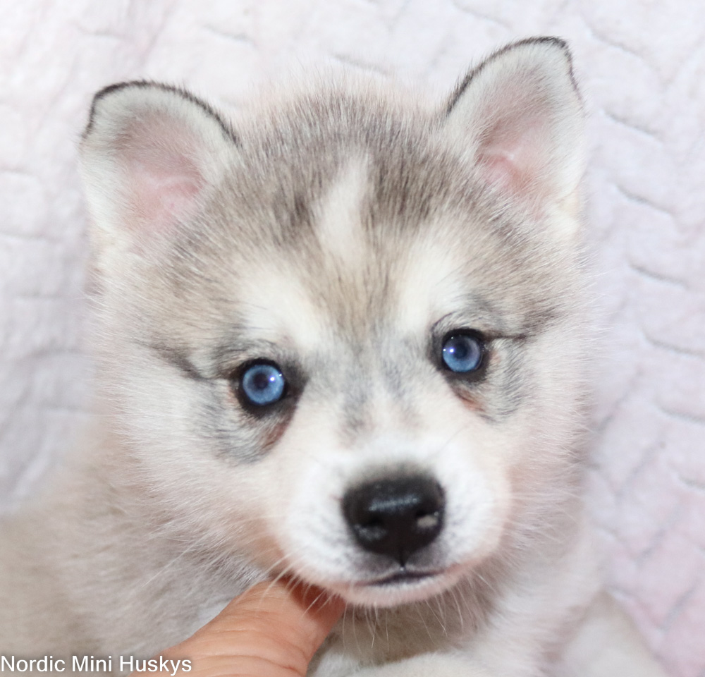 Fauna's Grey and White Boy