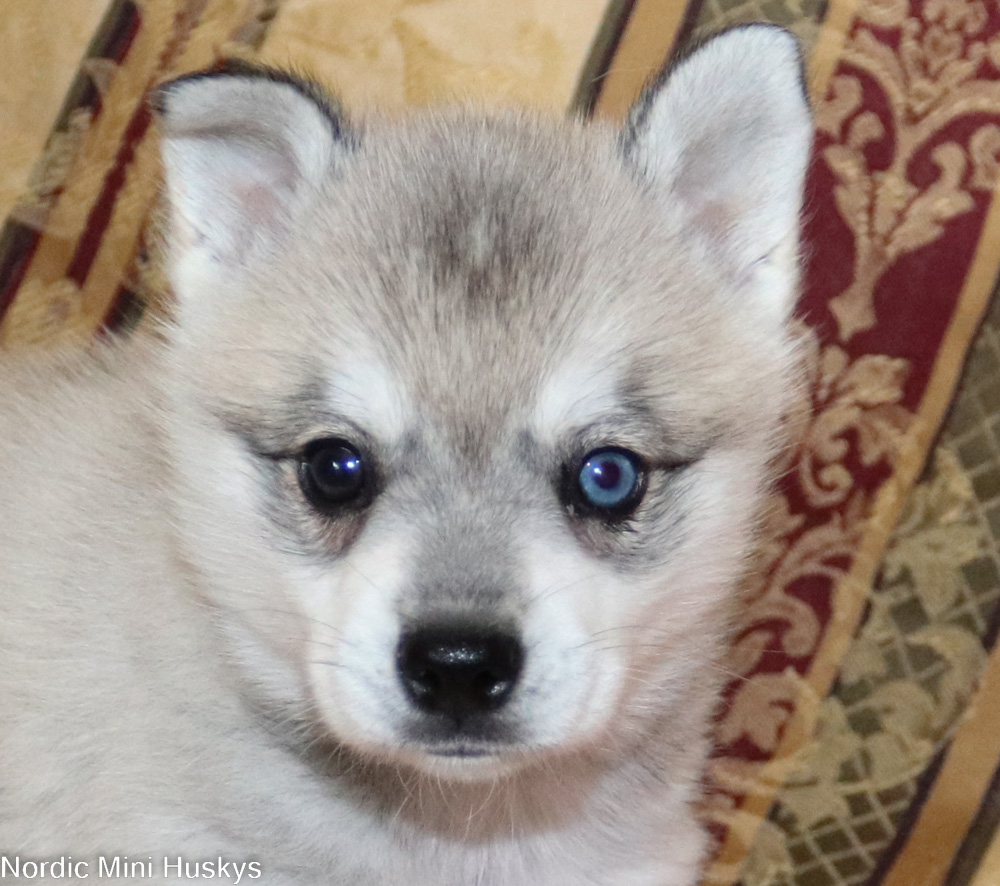 Coco B's Grey and White Boy