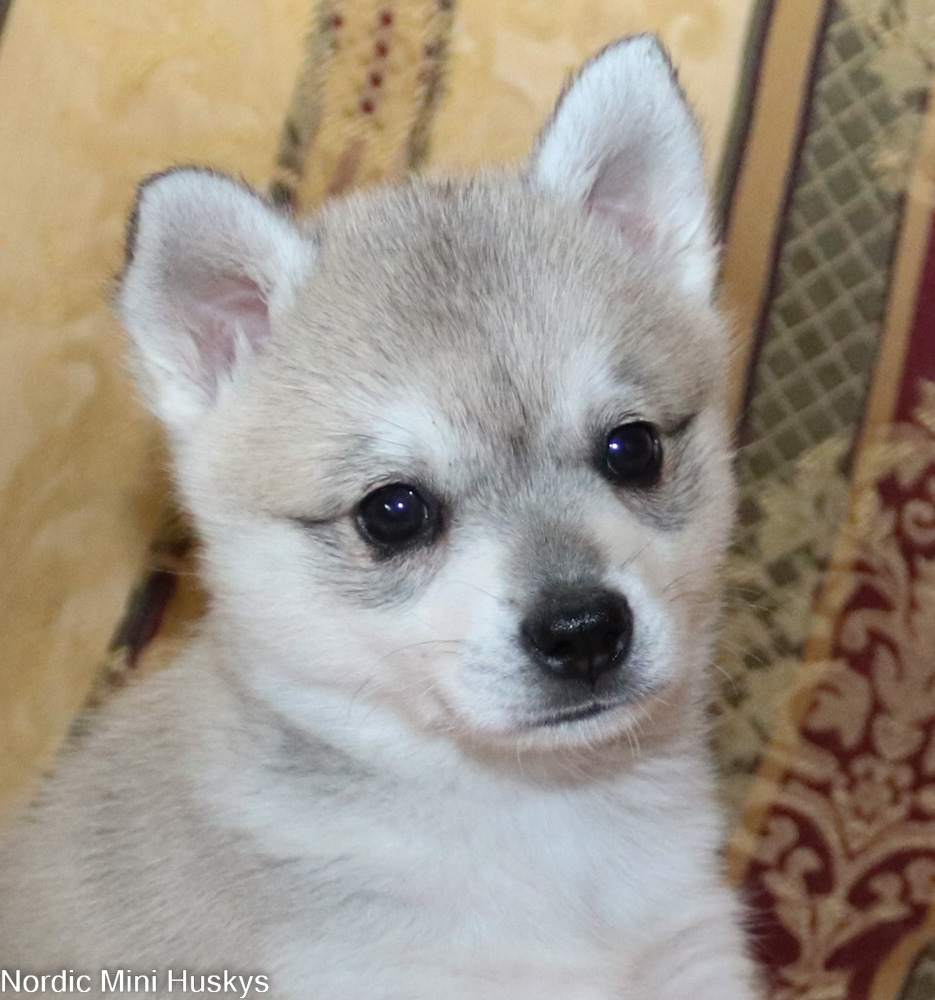 Coco B's Smaller Grey and White Girl