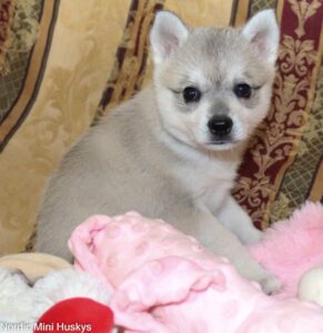 Feeding a Klee Kai Puppy