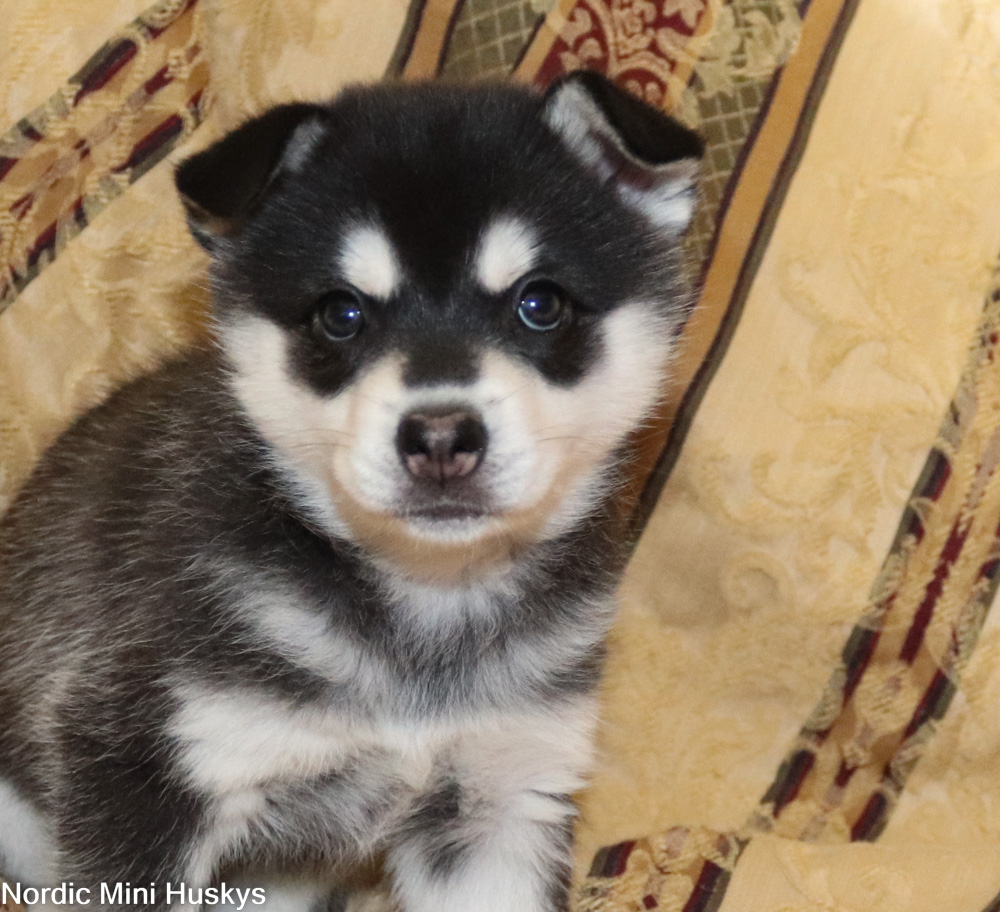 Coco B's Black and White Girl