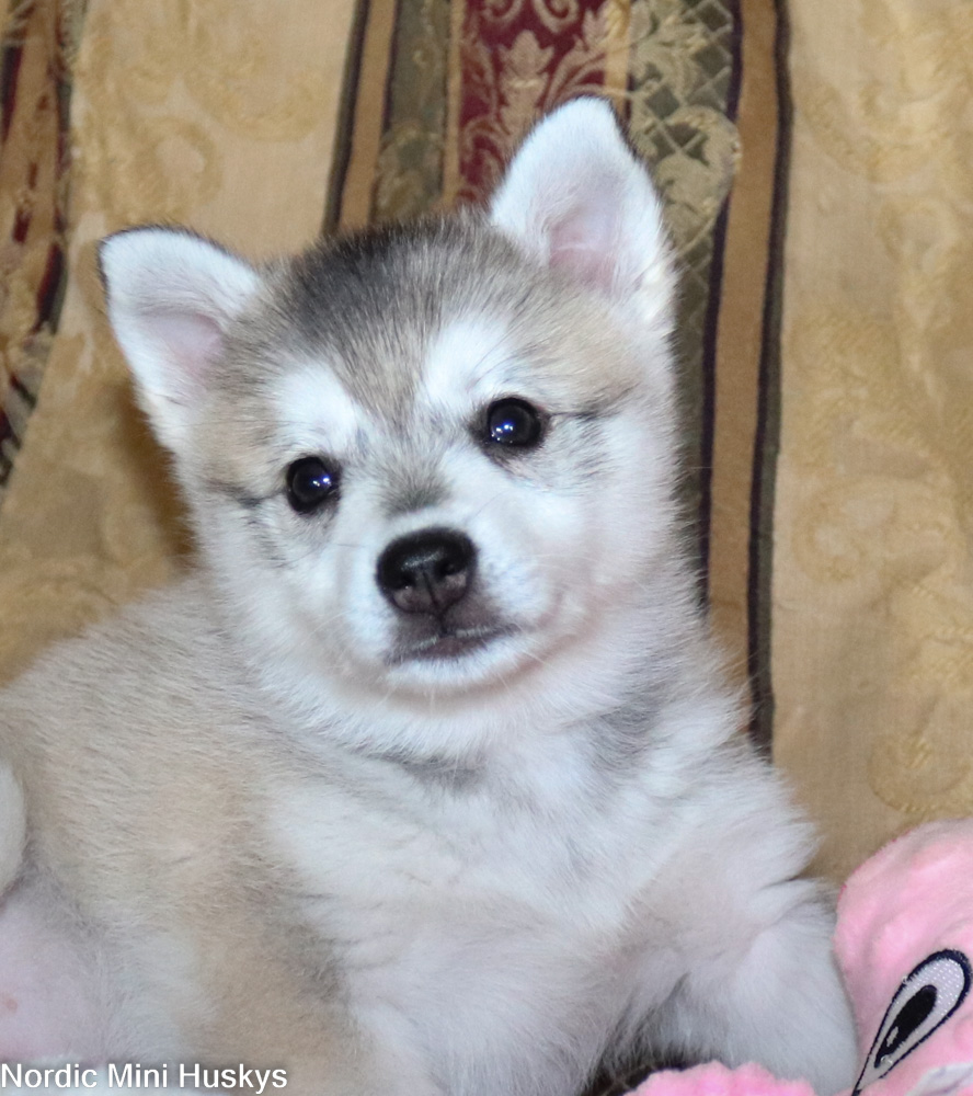 Kristina's Grey and White Girl