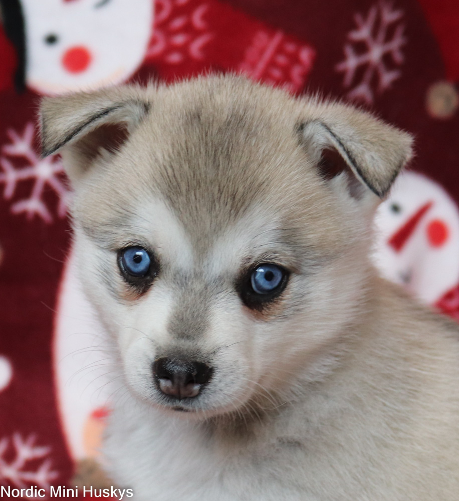 Venus's Grey And White Blue Eyed Girl