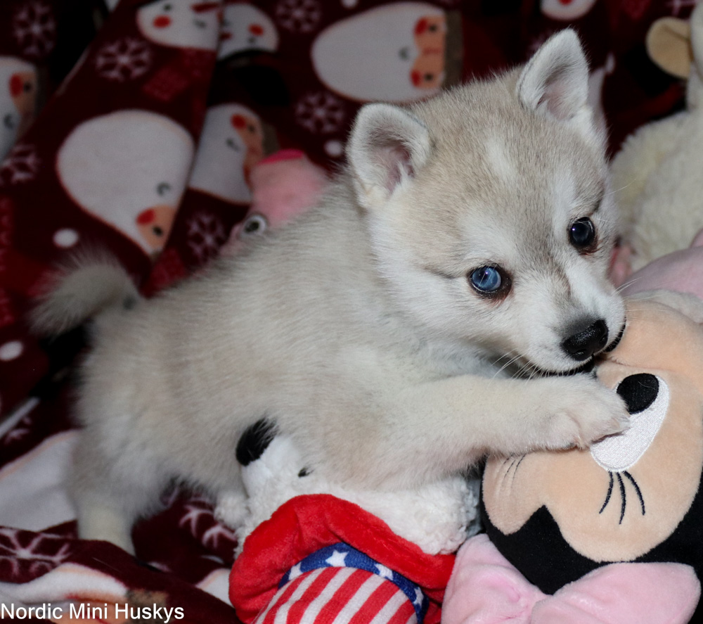 Opus's Grey And White Bi-Eyed Boy