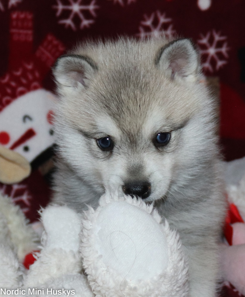 Minerva's Grey And White Blue Eyed Boy
