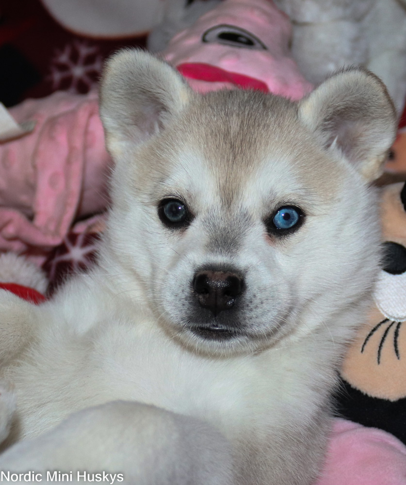 Thalia's Grey And White Bi-Eyed Girl