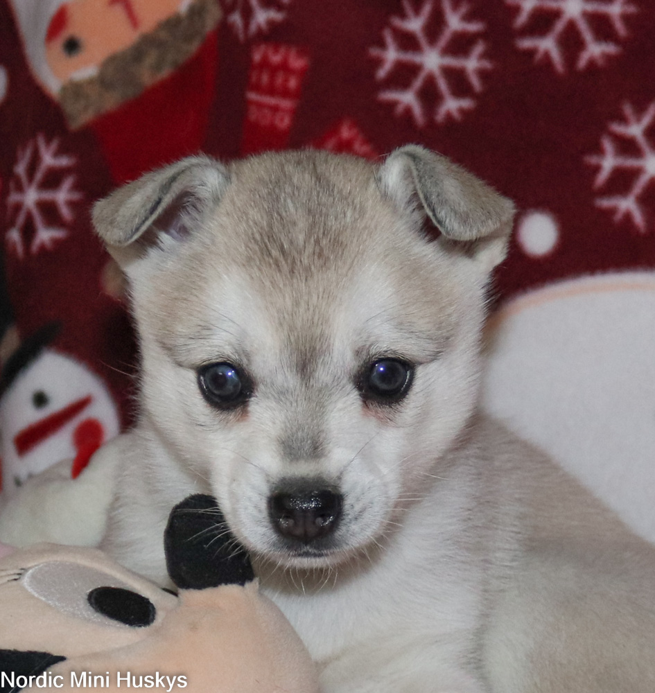 Thalia's Grey And White Brown Eyed Girl