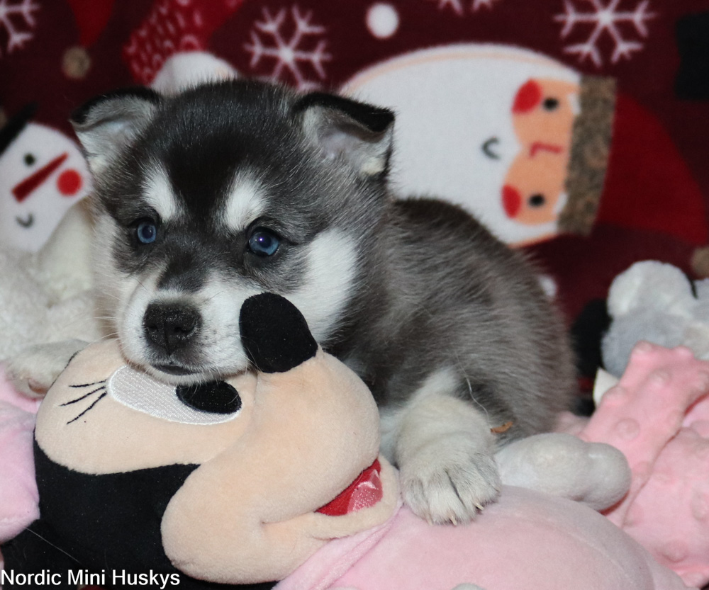 Artemis's Black And White Blue Eyed Girl