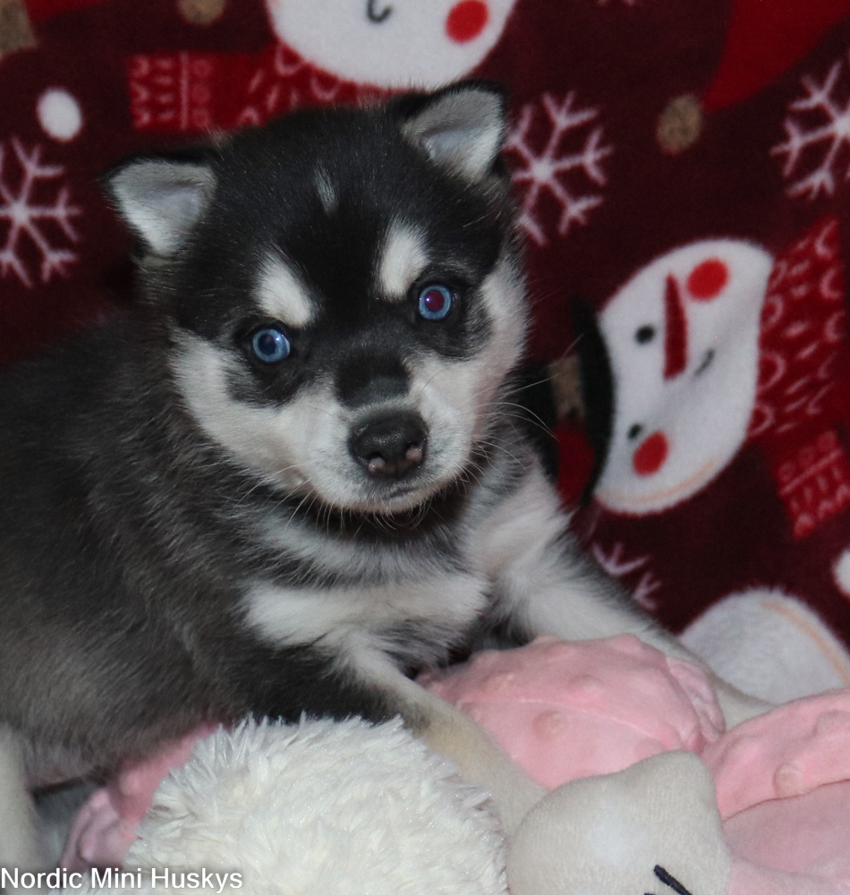 Frost's Black and White Blue-Eyed Boy