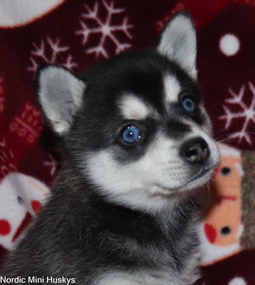 Minerva's Black And White Blue Eyed Boy