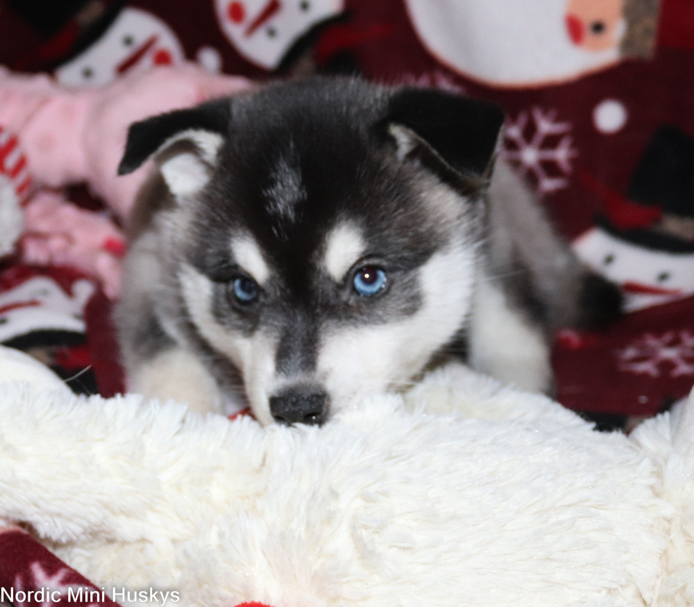 Opus's Black And White Blue Eyed Boy