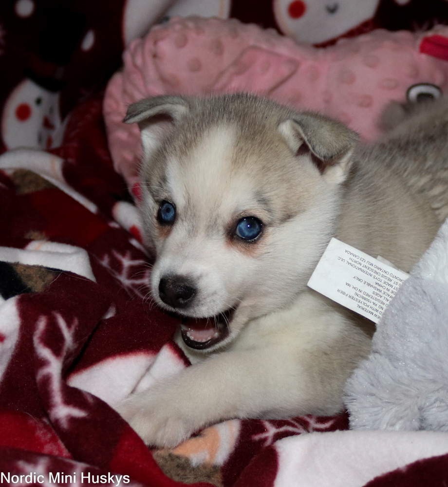 Opus's Grey And White Blue Eyed Girl