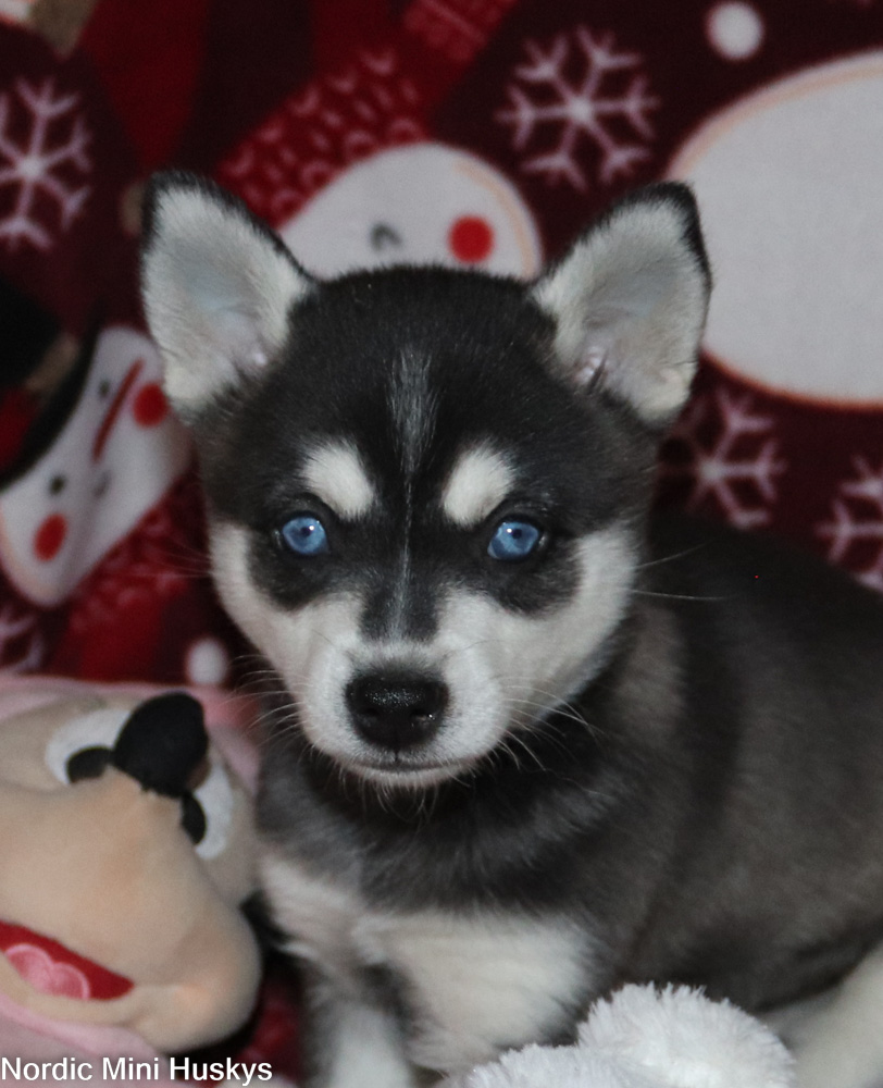 Hermonia's Black And White Blue Eyed Boy