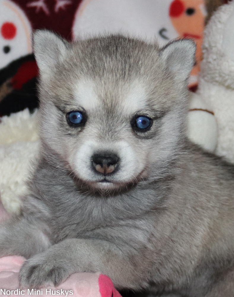 Arete's Grey And White Blue-Eyed Girl