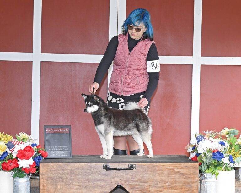 Mr Big Fluff Grand Champion May 2024