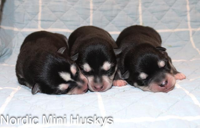 Flora's Two Boys and One Girl