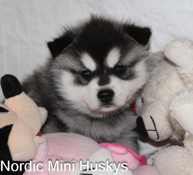 Frost's Black and White Boy