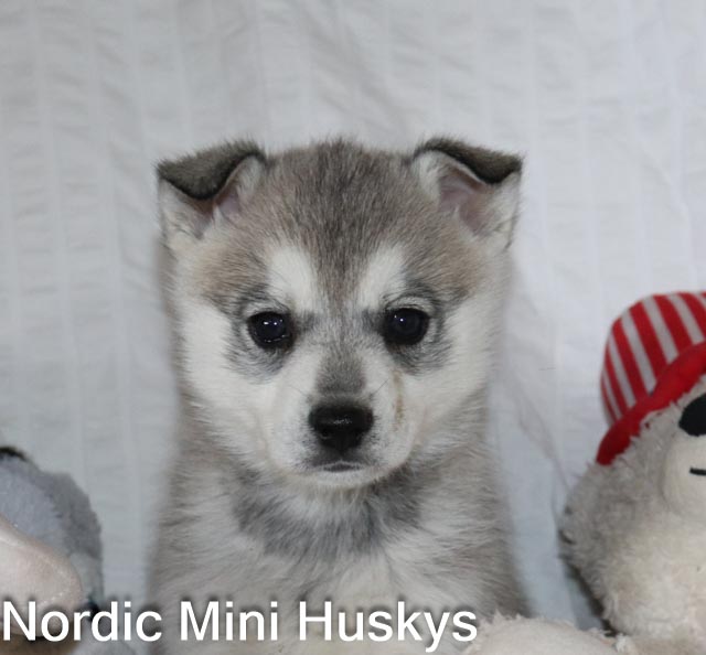 Frost's Grey and White Brown-Eyed Boy