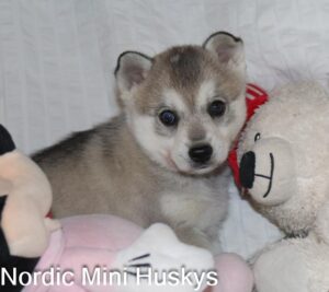 Frost's Grey and White Boy With a Parti Eye