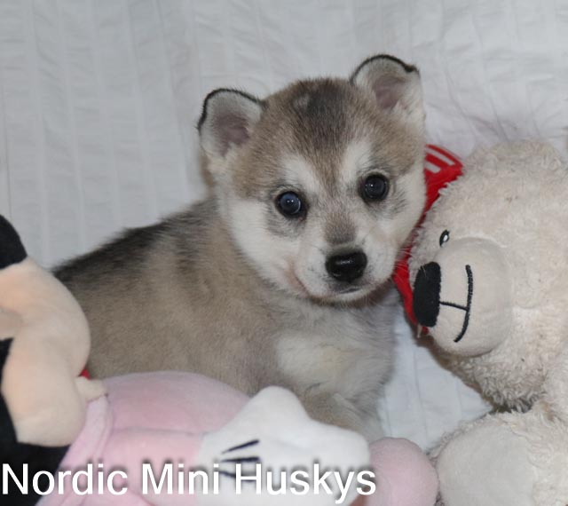 Frost's Grey and White Boy With a Parti Eye