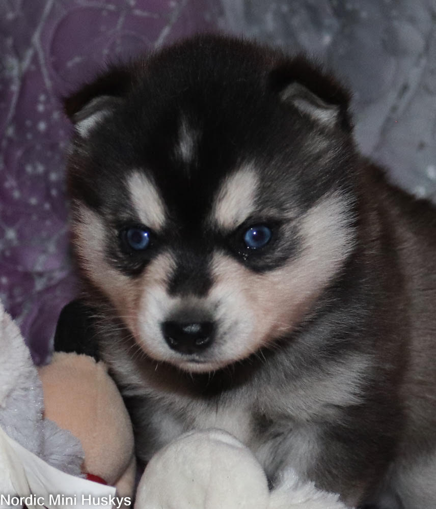 Black and White Blue-Eyed Boy