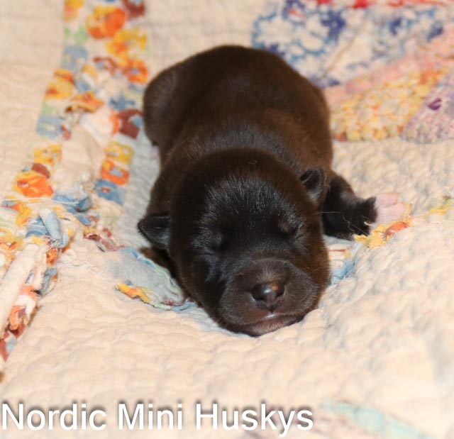 Charity's New Litter of a Black and White Girl 2