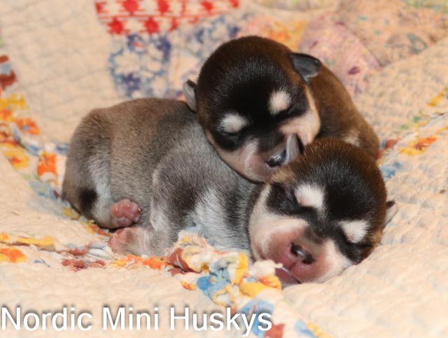 Pheme's New Litter of Two Black and White Boys