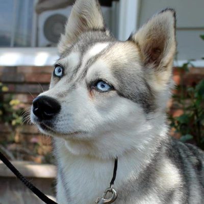 Female - Hermonia - Alaskan Husky