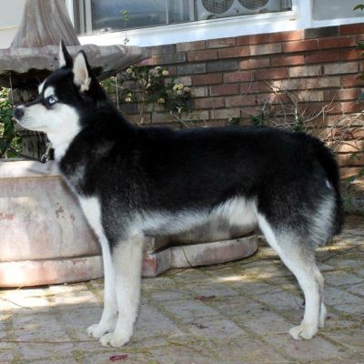 Male - Adonis - Alaskan Husky